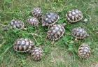 Breitrandschildkröten NZ 2021 bis 2025