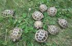 Vierzehenschildkröten / Steppenschildkröten NZ 2023 bis 2025