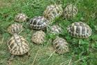 Griechische Landschildkröten NZ 2022 bis 2025 weiblich erbrütet Weibchen aus 2023 und 2022